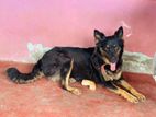 German Shepherd Female Dog