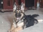 German Shepherd Female Adult with Puppy