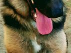 German Shepherd Female Dog