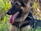 GERMAN SHEPHERD FEMALE DOG