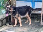 German shepherd Female Dog