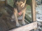 German Shepherd Female Dog