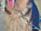 German Shepherd Female Dog
