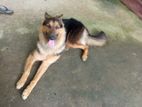 German Shepherd Female Dog