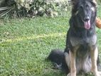 German Shepherd Female Dog