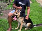 German Shepherd Female Dog