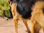 German Shepherd Female Dog