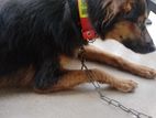 German Shepherd Female dog