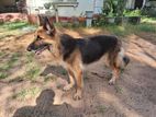 german shepherd female dog