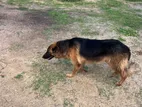 German Shepherd Female dog