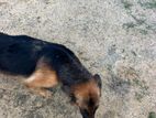 German Shepherd Female Dog