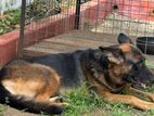 German Shepherd Female Dog