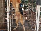 German Shepherd Female Dog