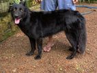 German Shepherd Female Dog