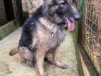 German Shepherd Female Dog for Kind Home
