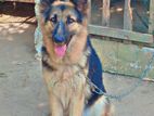 German Shepherd Female Dog