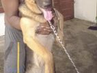 German Shepherd Female for Crossing