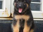 German Shepherd Female