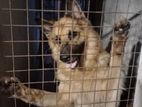 German shepherd female