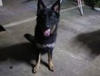 German Shepherd Female Dog