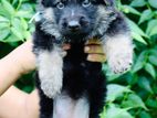 German Shepherd Female