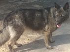 German Shepherd Female