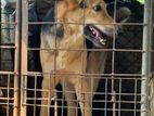 German Shepherd Female