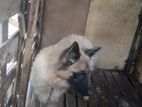 German Shepherd Female