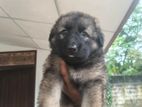 German Shepherd Female
