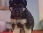 German Shepherd Female