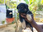 German Shepherd Female Puppy