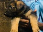 German Shepherd Female