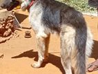 German Shepherd Female