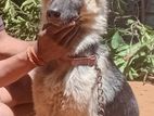 German Shepherd Female
