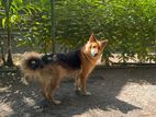 German Shepherd Female Dog