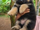 German shepherd female