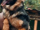 German Shepherd Female