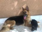 German Shepherd Female Dog