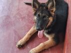 German Shepherd (female)