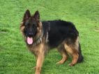 German Shepherd Female