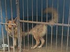 German Shepherd Female