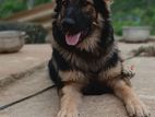 German Shepherd Female Dog
