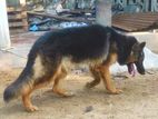 German Shepherd Female