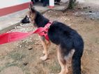 German Shepherd Female