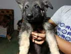 German Shepherd Female