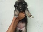 German Shepherd Female Puppies