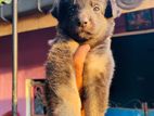 German shepherd Female Puppies