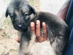 German Shepherd Female Puppies