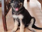 German Shepherd Female Puppies