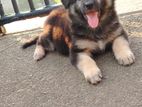 German Shepherd Female Puppies